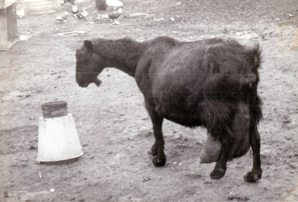 Chivi 1