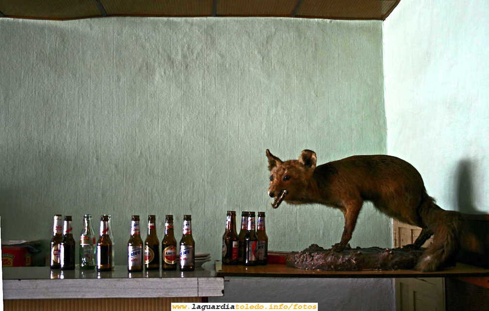 La Zorra  (6 de enero de 2007)
