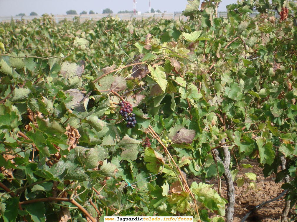7 de Octubre de 2007. Bodegas Martúe. El grumo sin vendimiar
