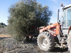 La aceituna
