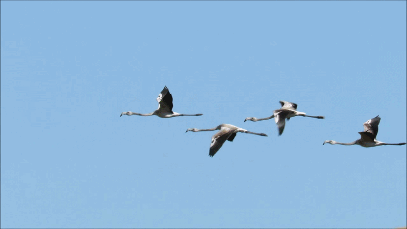 Gif animado del vuelo de los flamencos en la lagunas de La Guardia (Toledo)